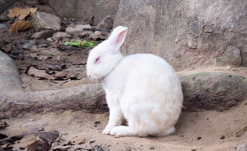 bald patch on rabbit