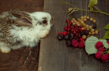 can rabbits eat blueberries?