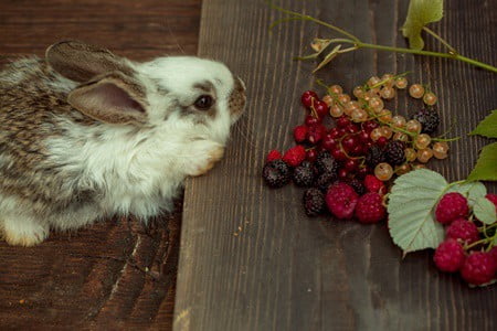 rabbits-eat-blackberries