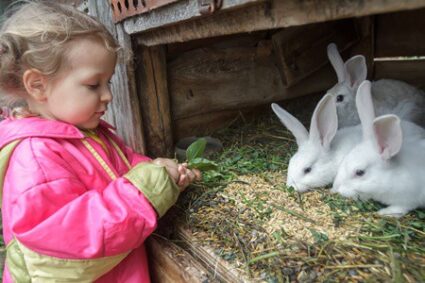 can rabbits eat mint leaves?