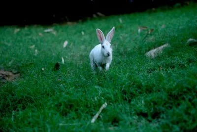 can rabbits play in the rain?