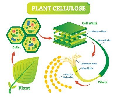 cellulose digestion in rabbits