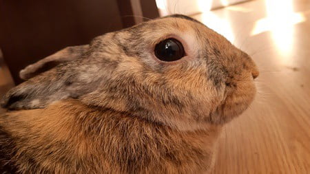do all rabbits have dewlaps?