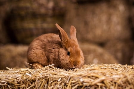 do rabbits get hayfever?