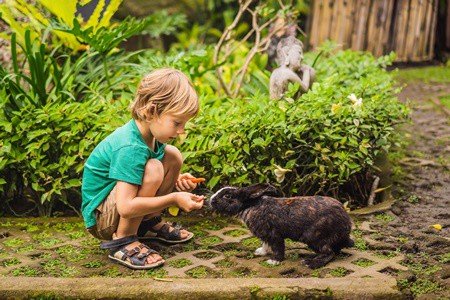 do rabbits have food allergies?