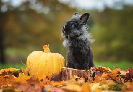 do rabbits like to eat pumpkin?