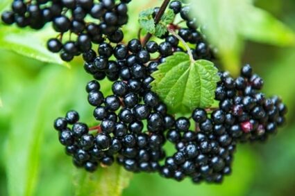 elderberries for rabbits