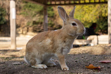 evolutionary history of rabbits