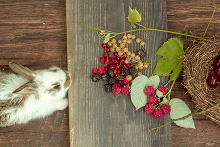 feed blueberries to rabbits