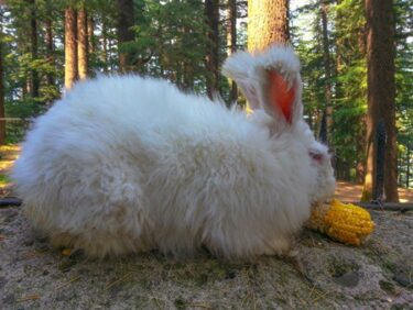 how big do french angora rabbits get?