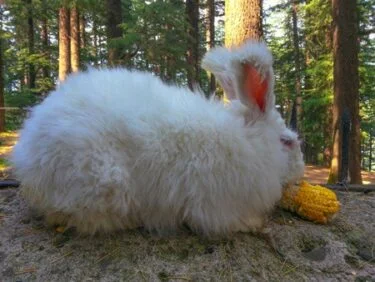French angora deals rabbit care