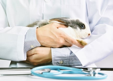 how to treat pain in rabbits