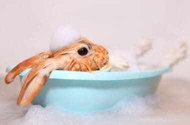 is it ok to bathe a rabbit?