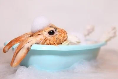 is it ok to bathe a rabbit?