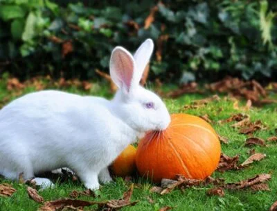 is it safe for rabbits to eat pumpkin?