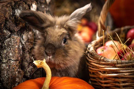 is raw pumpkin good for rabbits?