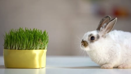 low calcium rabbit diet