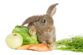 How to Reduce Calcium in Your Rabbit's Diet — Rabbit Care Tips
