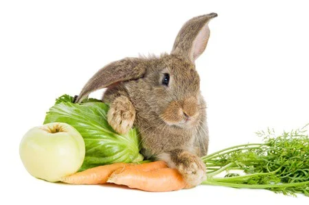 How to Reduce Calcium in Your Rabbit's Diet — Rabbit Care Tips