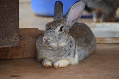 most rare rabbit breeds