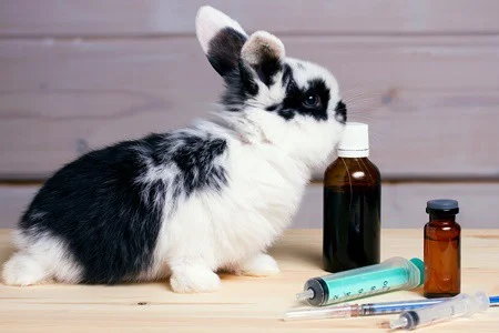 natural pain relief for rabbits