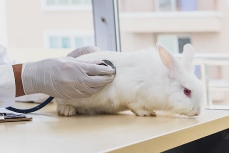 pain management in rabbits