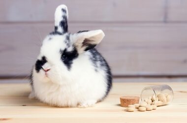 pain relief for rabbits