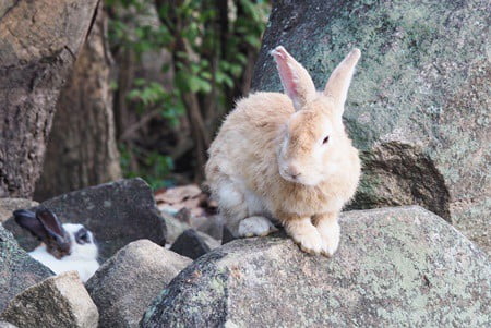 rabbit bald patch around eye