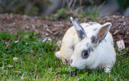 rabbit-safe branches