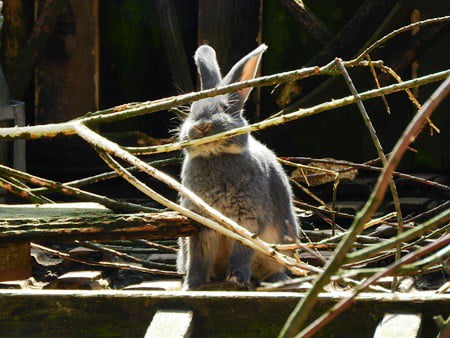 Can rabbits chew branches apple pine rose cedar and olive