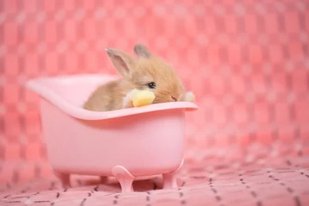 should you bathe a rabbit?
