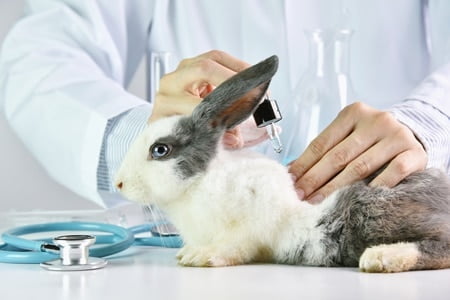 what causes allergies in rabbits?