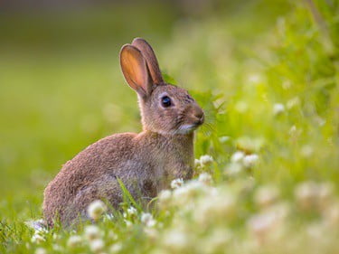 what did rabbits evolve from?