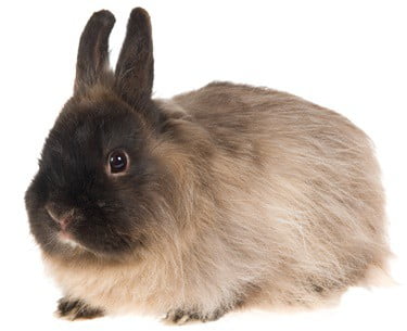 what to feed Jersey Wooly rabbits