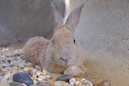 when do rabbits develop dewlaps?