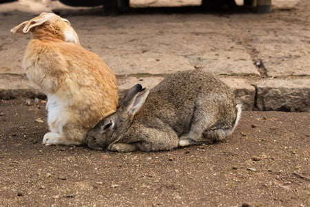 where did rabbits originate?