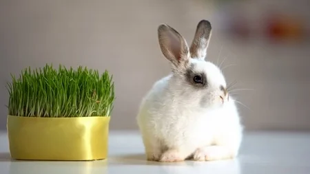 where does a rabbit store cellulose?