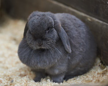 why do rabbits have fat necks?