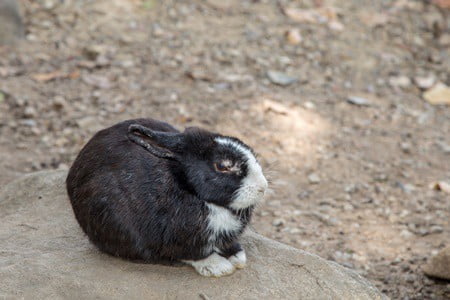 why is my rabbit losing fur?