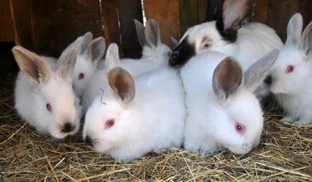 why is too much calcium bad for rabbits?
