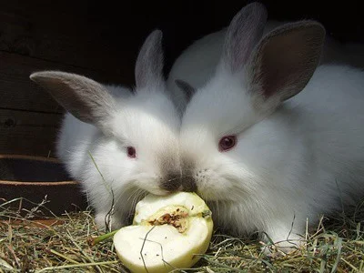 will rabbits stop eating when full?