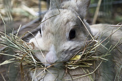 Where do rabbits get carbohydrates from?