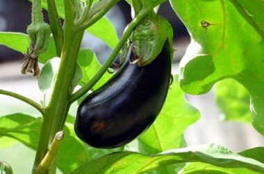 can I feed eggplant to a rabbit?