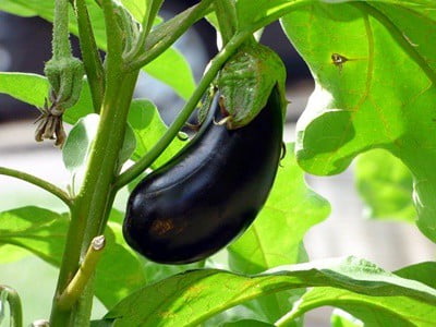 can I feed eggplant to a rabbit?