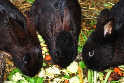 können Kaninchen Orangen gegeben werden?