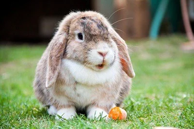 can rabbits eat oranges?