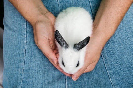 can rabbits learn words?