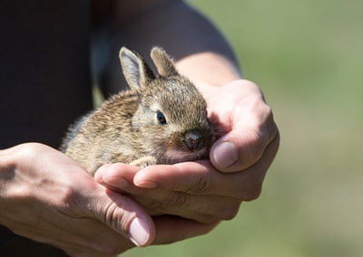 do rabbits lick for salt or affection?