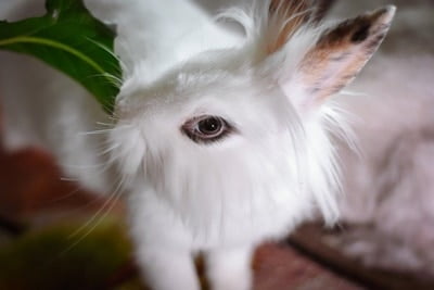 ear cleaning in rabbits