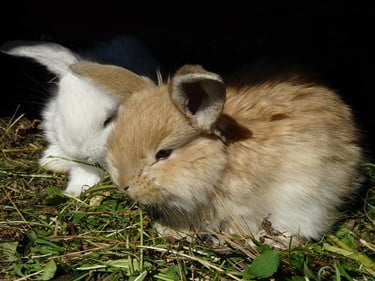 ear wax removal in rabbits